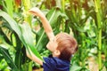 Little farmer picking corn on a field. Happy child having fun at garden. Corn harvest Royalty Free Stock Photo