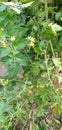 Little farming Green Tomatoe cherry Royalty Free Stock Photo