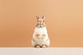 A little fat cute and adorable small rabbit, baby bunny photo, family pet, neutral background Royalty Free Stock Photo