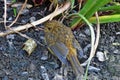 Little baby robin walking past me next to a lake, photo taken in the UK mid summer Royalty Free Stock Photo