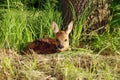 Little fawn waiting for the mother