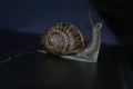 amazing beautifull little snail