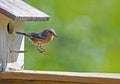 A little female Bluebird hops out of her nest.