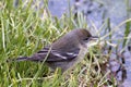 Little Female Pine Warbler in Grass