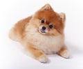 Little Female Pomeranian Pet Show Dog Royalty Free Stock Photo