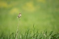 Little female stonechat sitting on a haulm of reed