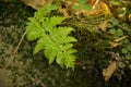 Little fern leaves exuberant and lush on moss background. Royalty Free Stock Photo