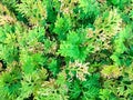 Little fern plant. Royalty Free Stock Photo