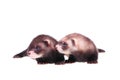 Little ferret babies