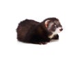 Little ferret Royalty Free Stock Photo