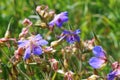 A little field of blue flowers, blue beautiful flowers