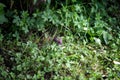 Little field mouse in a bush