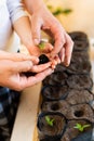 Little fingers hold a young sprout of pepper over pots with soil.