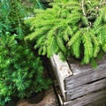 Little fir trees in pots