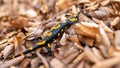 Little fire salamander moving on leafs in autumn.