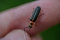 Little firefly on a finger Royalty Free Stock Photo