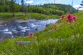Little Firehole River near the Mystic Falls Royalty Free Stock Photo