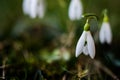 Little first spring flowers of snowdrops bloom outdoors in the spring Royalty Free Stock Photo
