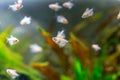 Little fish in fish tank or aquarium, underwater life concept