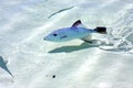 little fish isla contoy in foam the sea day Royalty Free Stock Photo