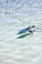 Little fish isla contoy in roath drop sunny day wav Royalty Free Stock Photo