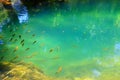 Little fish swim in clean water in the mountain river Krka in Croatia. Natural background of lake water, lack of water Royalty Free Stock Photo