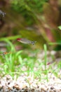 Little fishes in fishtank with plants