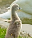 A little fleecy fledgling of a swan spreads it`s tiny wings at the border of a lake