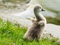 A little fleecy fledgling of a swan spreads it`s tiny wings at the border of a lake