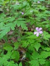 Little Flover in the forest