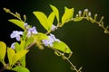 Little flower is blooming on the branch of plant in the morning.