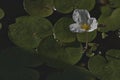 Little flower blooming in July with lily pads in a pond Royalty Free Stock Photo
