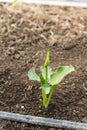 Little flower calla in the greenhouse Royalty Free Stock Photo