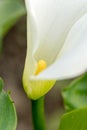 Little flower calla in the greenhouse Royalty Free Stock Photo