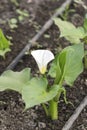 Little flower calla in the greenhouse Royalty Free Stock Photo