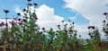 A little flower garden and blue sky