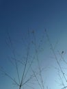 Little flower of the grass and a beautiful background morning sky Royalty Free Stock Photo