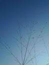 The sky displays flower of a little grass in my garden is so beautiful Royalty Free Stock Photo