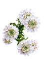 Little flower iberis sempervirens isolated on white