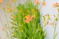 Little flower of leopard lily with in a green background and beautiful orange colors Royalty Free Stock Photo