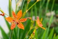 Little flower of leopard lily with in a green background and beautiful orange colors Royalty Free Stock Photo