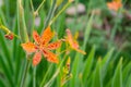 Little flower of leopard lily with in a green background and beautiful orange colors Royalty Free Stock Photo