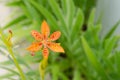 Little flower of leopard lily with in a green background and beautiful orange colors Royalty Free Stock Photo