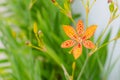 Little flower of leopard lily with in a green background and beautiful orange colors Royalty Free Stock Photo