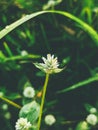 Little flower with macro photography