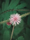 Little flower with macro photography