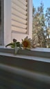 A little Flower putted on the window Royalty Free Stock Photo