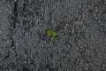 Little flower sprout grows through urban asphalt ground Royalty Free Stock Photo