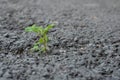 Little flower sprout grows through urban asphalt ground Royalty Free Stock Photo