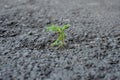 Little flower sprout grows through urban asphalt ground Royalty Free Stock Photo